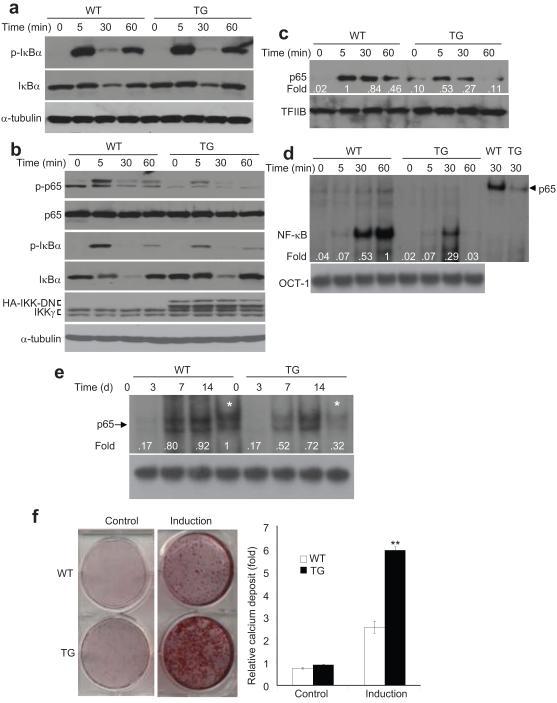 https://cdn.ncbi.nlm.nih.gov/pmc/blobs/fcfd/2768554/3549416c05c1/nihms-108743-f0004.jpg