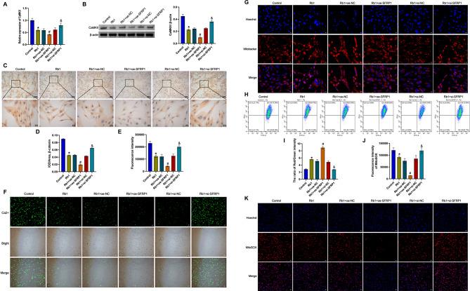https://cdn.ncbi.nlm.nih.gov/pmc/blobs/fd01/11610219/1c44fcd3b8aa/10020_2024_1009_Fig5_HTML.jpg