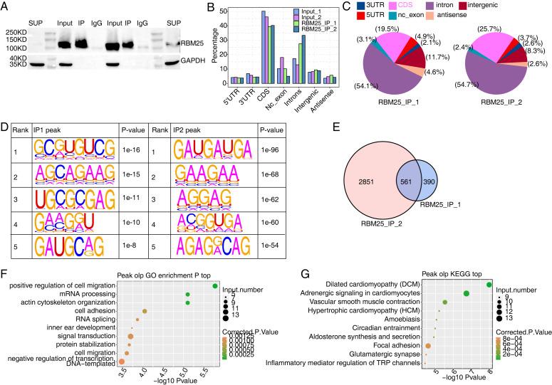 https://cdn.ncbi.nlm.nih.gov/pmc/blobs/fd03/10637245/00e19c89df6b/peerj-11-16312-g004.jpg