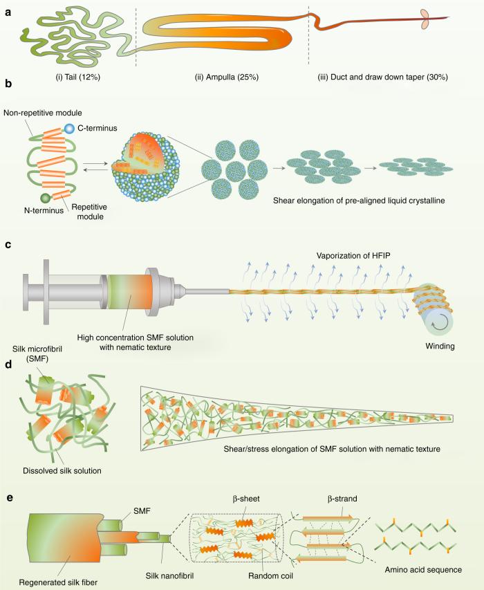 https://cdn.ncbi.nlm.nih.gov/pmc/blobs/fd05/5680232/f967f2289236/41467_2017_613_Fig1_HTML.jpg