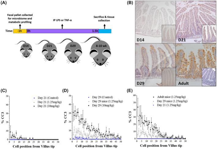 https://cdn.ncbi.nlm.nih.gov/pmc/blobs/fd0c/8653880/61b115b01359/FSB2-34-7075-g004.jpg