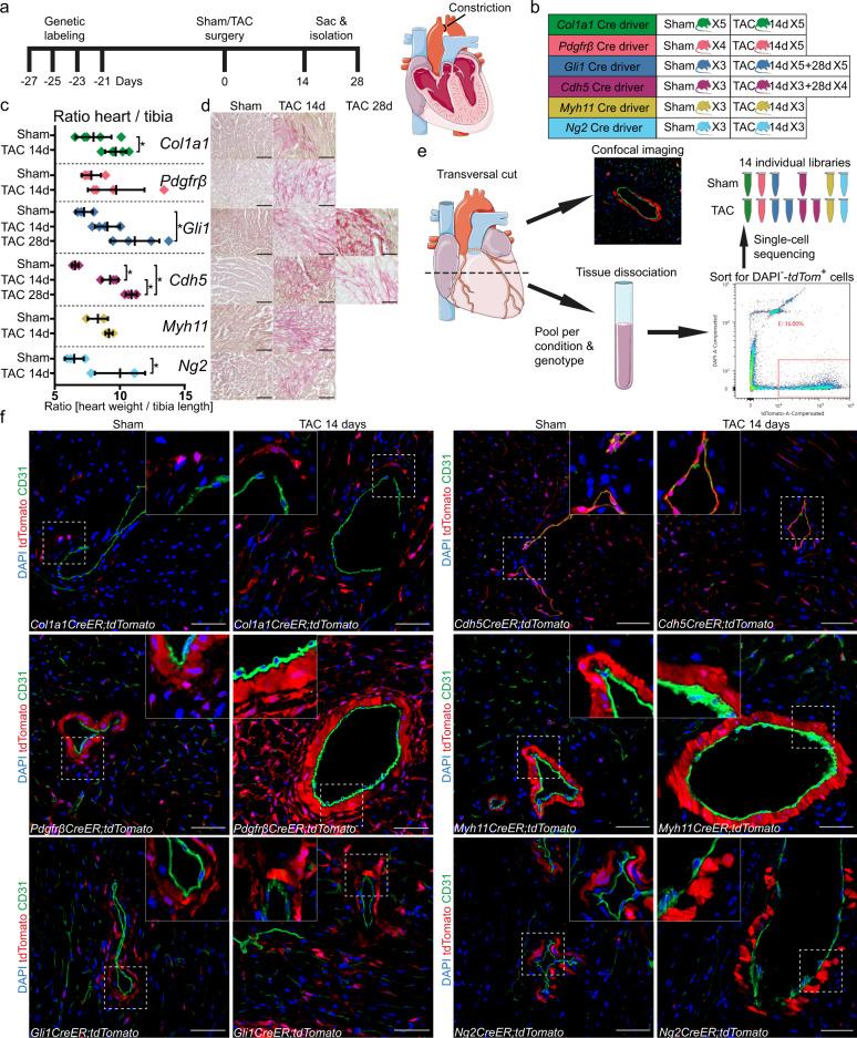 https://cdn.ncbi.nlm.nih.gov/pmc/blobs/fd0f/9156759/1e0c1ed8dbc3/41467_2022_30682_Fig1_HTML.jpg
