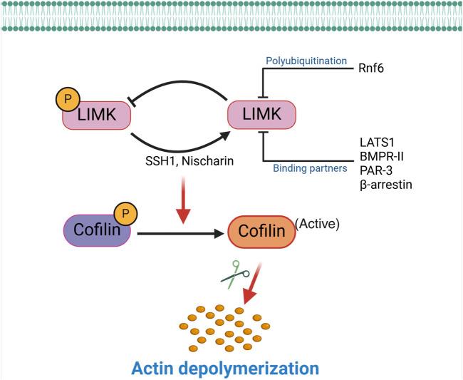 https://cdn.ncbi.nlm.nih.gov/pmc/blobs/fd10/11688343/082ae3dfa18c/fphys-15-1506356-g002.jpg