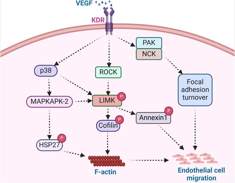 https://cdn.ncbi.nlm.nih.gov/pmc/blobs/fd10/11688343/247e47cc3035/fphys-15-1506356-g004.jpg