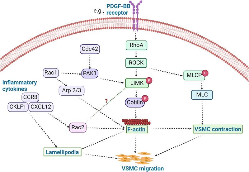 https://cdn.ncbi.nlm.nih.gov/pmc/blobs/fd10/11688343/48ac9ace1d88/fphys-15-1506356-g003.jpg