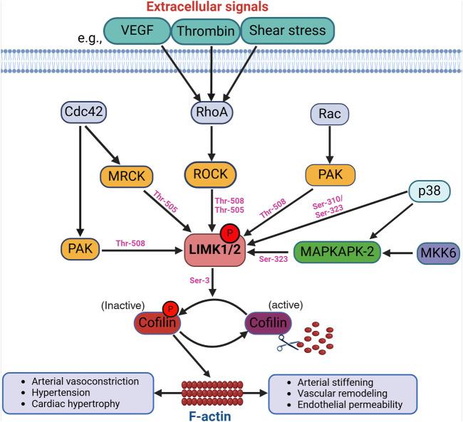 https://cdn.ncbi.nlm.nih.gov/pmc/blobs/fd10/11688343/a2c98c0d8926/fphys-15-1506356-g001.jpg