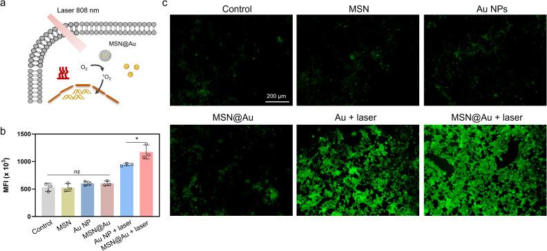 https://cdn.ncbi.nlm.nih.gov/pmc/blobs/fd17/12213700/2ecc0524c717/fimmu-16-1616539-g004.jpg