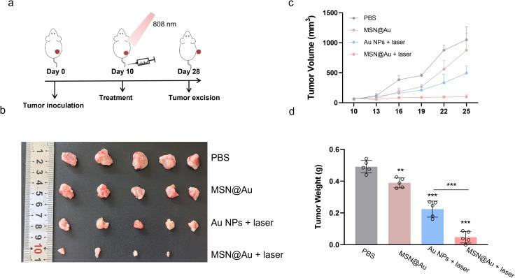 https://cdn.ncbi.nlm.nih.gov/pmc/blobs/fd17/12213700/5e489cbd3468/fimmu-16-1616539-g005.jpg