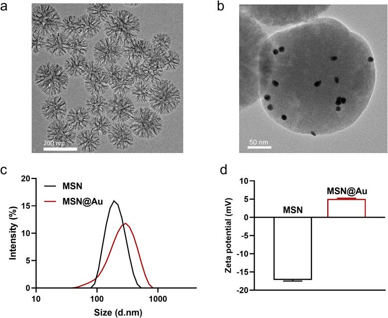 https://cdn.ncbi.nlm.nih.gov/pmc/blobs/fd17/12213700/b3351996a237/fimmu-16-1616539-g001.jpg