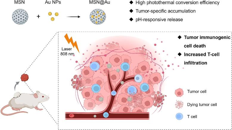 https://cdn.ncbi.nlm.nih.gov/pmc/blobs/fd17/12213700/e4cca82b4abf/fimmu-16-1616539-g008.jpg