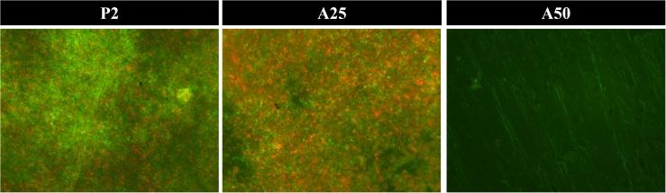 https://cdn.ncbi.nlm.nih.gov/pmc/blobs/fd17/6978913/37e72103b34c/fmicb-10-02935-g006.jpg