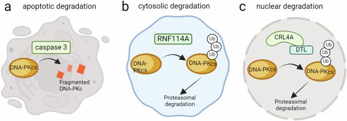 https://cdn.ncbi.nlm.nih.gov/pmc/blobs/fd1c/11266574/1730064deff1/41698_2024_655_Fig2_HTML.jpg