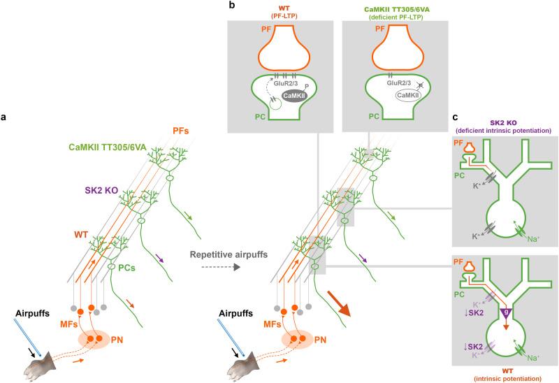 https://cdn.ncbi.nlm.nih.gov/pmc/blobs/fd1d/11143328/1a5d9b1d8be1/41467_2024_48373_Fig9_HTML.jpg