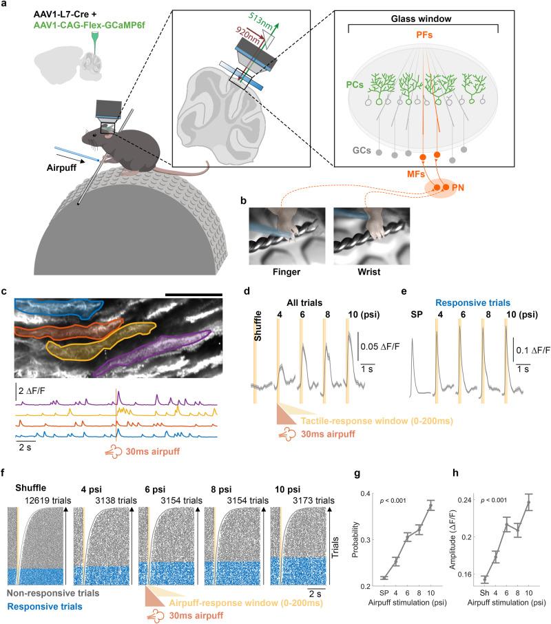 https://cdn.ncbi.nlm.nih.gov/pmc/blobs/fd1d/11143328/80506c0d690e/41467_2024_48373_Fig6_HTML.jpg