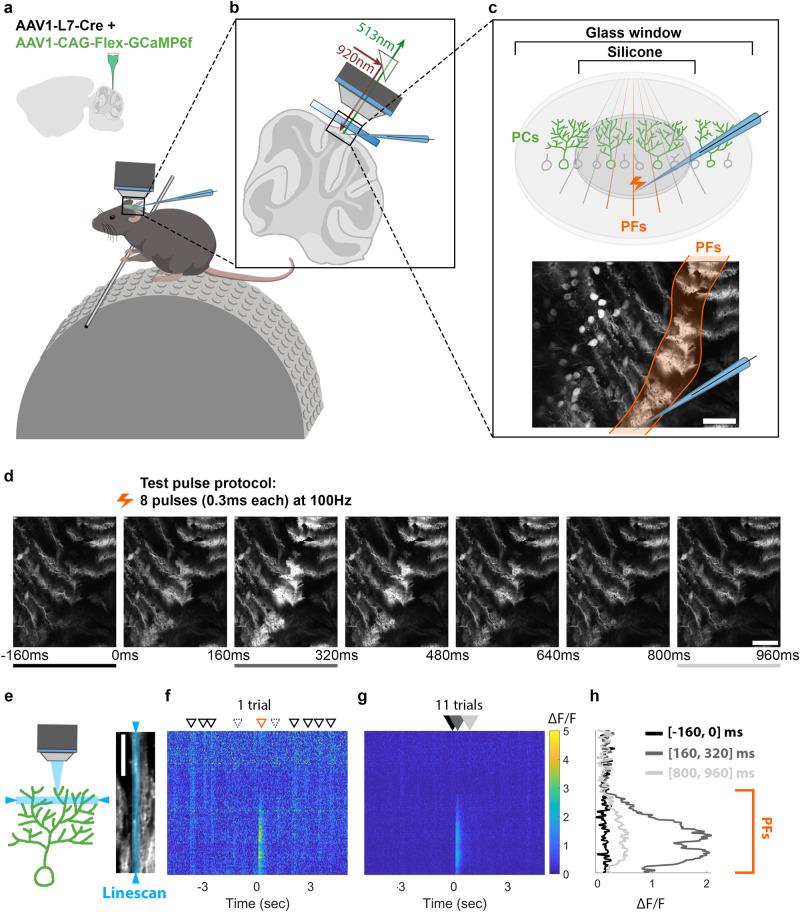 https://cdn.ncbi.nlm.nih.gov/pmc/blobs/fd1d/11143328/cd9721789cd1/41467_2024_48373_Fig1_HTML.jpg