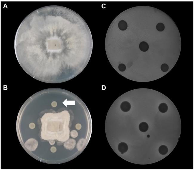 https://cdn.ncbi.nlm.nih.gov/pmc/blobs/fd20/8515041/625156d010f2/fmicb-12-752288-g003.jpg