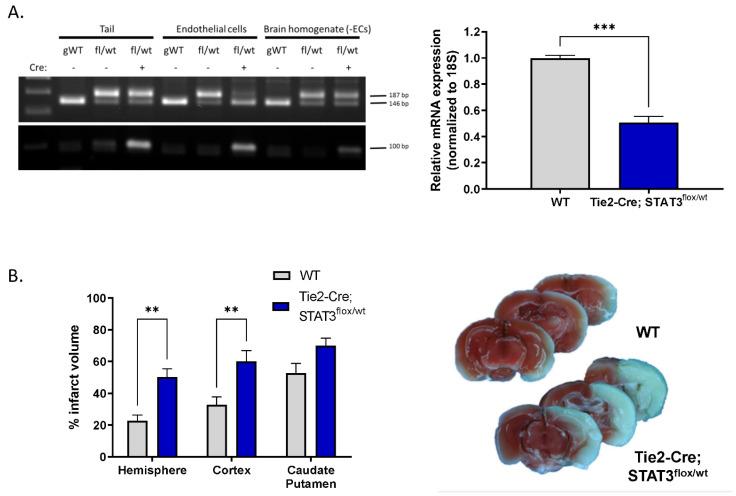 https://cdn.ncbi.nlm.nih.gov/pmc/blobs/fd20/9602684/141b87429b2f/ijms-23-12167-g005.jpg