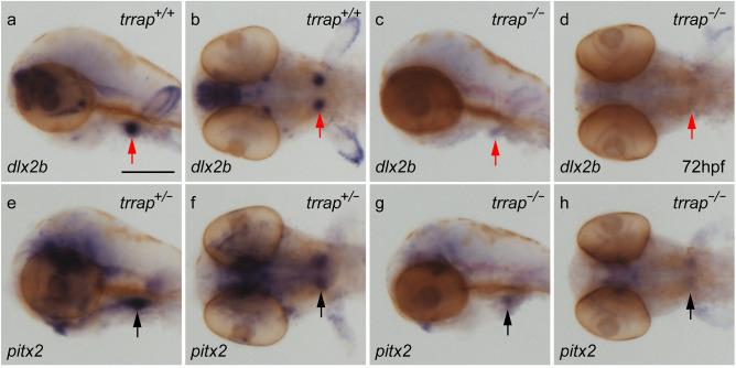 https://cdn.ncbi.nlm.nih.gov/pmc/blobs/fd21/8692476/3cc5e14d5df4/41598_2021_3123_Fig6_HTML.jpg
