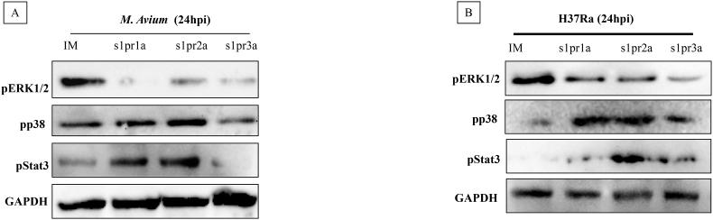 https://cdn.ncbi.nlm.nih.gov/pmc/blobs/fd22/9168381/3554bb7f8167/gr3.jpg