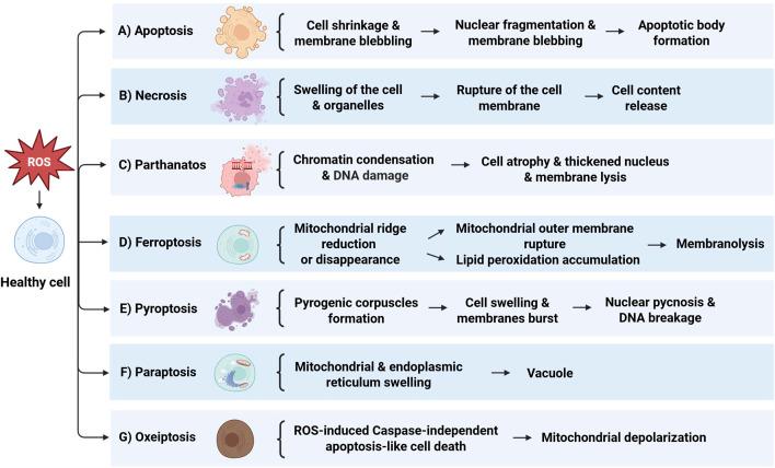https://cdn.ncbi.nlm.nih.gov/pmc/blobs/fd23/12075549/43f78ef1d791/fcell-13-1562344-g001.jpg