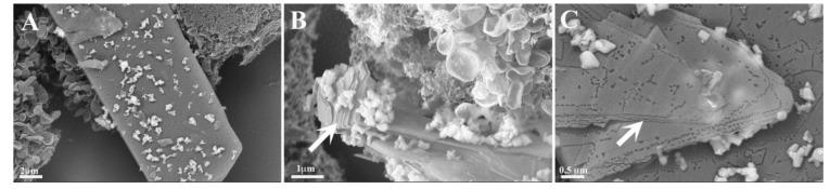 https://cdn.ncbi.nlm.nih.gov/pmc/blobs/fd24/8229594/023730f912ff/pharmaceutics-13-00830-g006.jpg