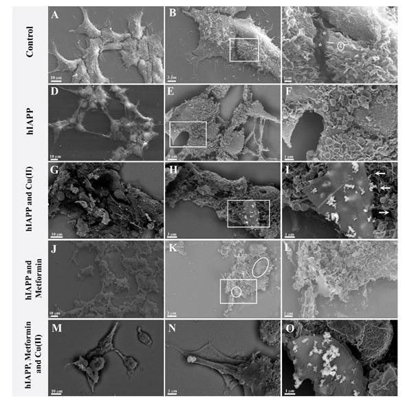 https://cdn.ncbi.nlm.nih.gov/pmc/blobs/fd24/8229594/89ff7fc00061/pharmaceutics-13-00830-g005.jpg