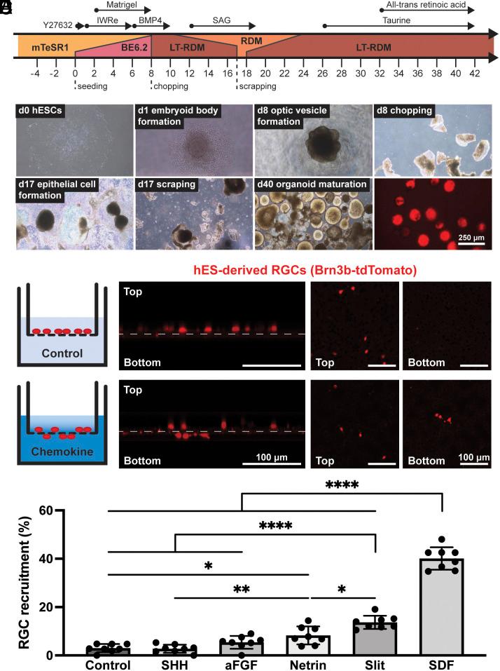 https://cdn.ncbi.nlm.nih.gov/pmc/blobs/fd26/10655587/298a9ca21f3a/pnas.2302089120fig03.jpg