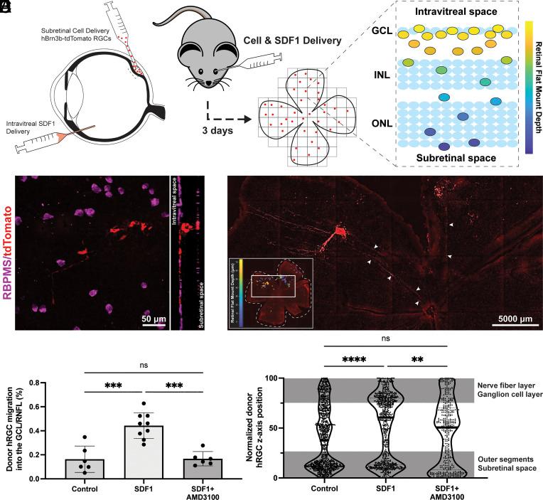 https://cdn.ncbi.nlm.nih.gov/pmc/blobs/fd26/10655587/901913b7447e/pnas.2302089120fig04.jpg