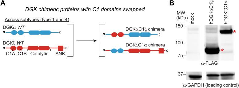 https://cdn.ncbi.nlm.nih.gov/pmc/blobs/fd2e/10246554/481de2d52062/d3cb00057e-f4.jpg