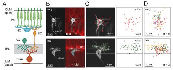 https://cdn.ncbi.nlm.nih.gov/pmc/blobs/fd31/2988773/47da476c23d4/1749-8104-5-29-1.jpg