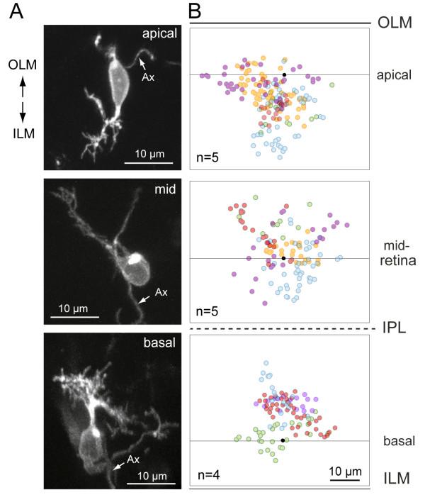 https://cdn.ncbi.nlm.nih.gov/pmc/blobs/fd31/2988773/a84813805945/1749-8104-5-29-6.jpg