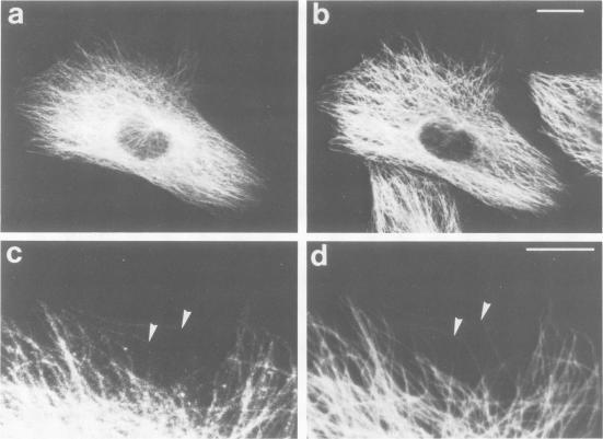 https://cdn.ncbi.nlm.nih.gov/pmc/blobs/fd32/553680/29fd8b3a0cb9/emboj00249-0100-a.jpg
