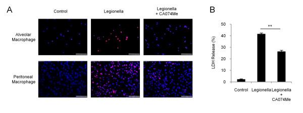 https://cdn.ncbi.nlm.nih.gov/pmc/blobs/fd33/3003236/4d2a2f179646/1465-9921-11-158-5.jpg