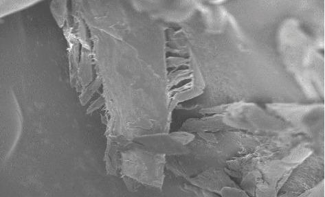 https://cdn.ncbi.nlm.nih.gov/pmc/blobs/fd36/8219414/e8940409bf53/BMRI2021-5538075.001.jpg