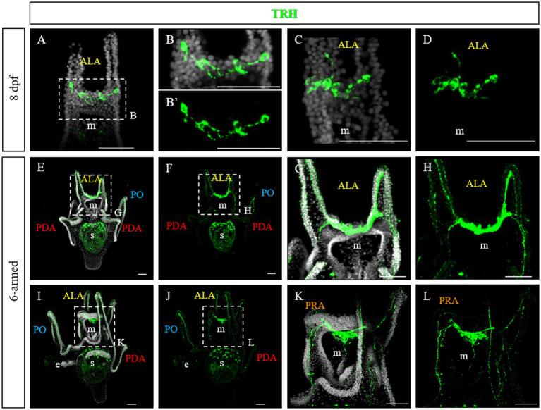 https://cdn.ncbi.nlm.nih.gov/pmc/blobs/fd37/11039832/92a586eab32d/fnins-18-1378520-g003.jpg