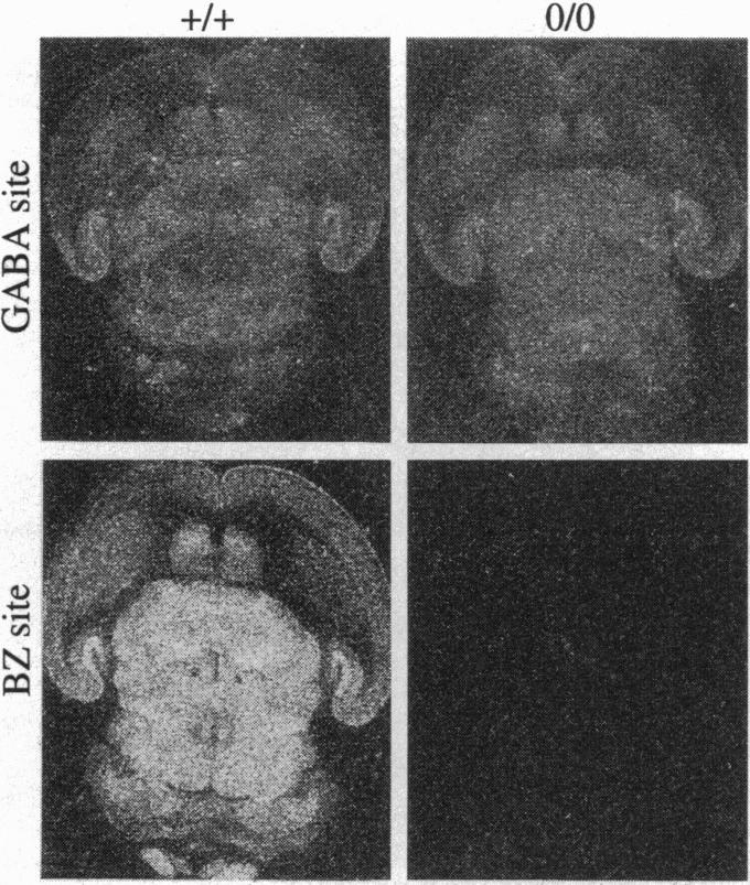https://cdn.ncbi.nlm.nih.gov/pmc/blobs/fd3b/41223/5b32a5192a93/pnas01495-0154-a.jpg