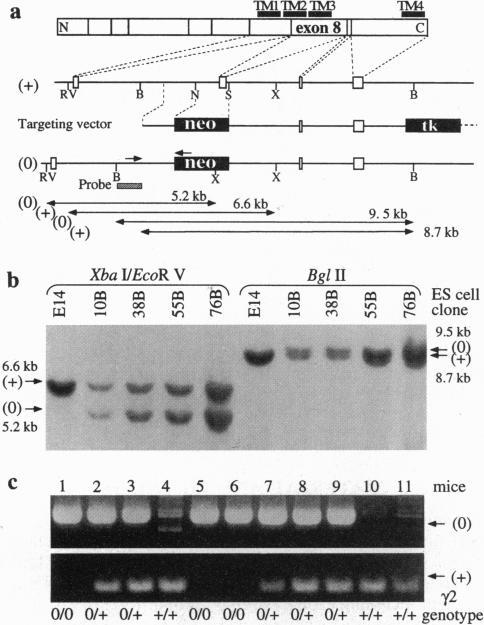 https://cdn.ncbi.nlm.nih.gov/pmc/blobs/fd3b/41223/9ca5530285e8/pnas01495-0153-a.jpg