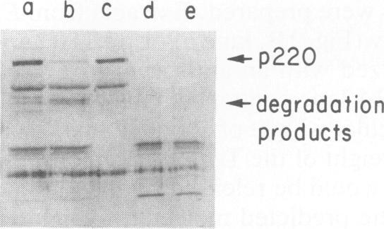 https://cdn.ncbi.nlm.nih.gov/pmc/blobs/fd3d/250281/27c052f41449/jvirol00054-0438-a.jpg