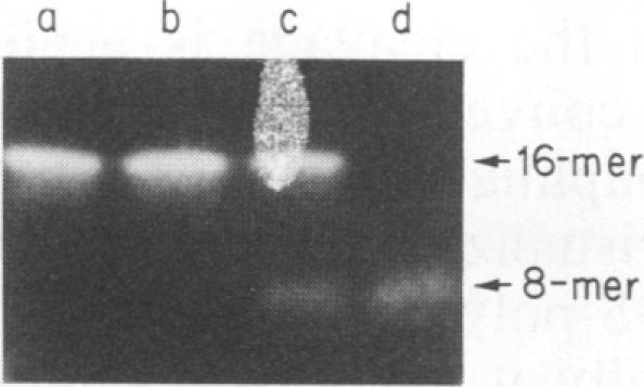 https://cdn.ncbi.nlm.nih.gov/pmc/blobs/fd3d/250281/37fe0003064a/jvirol00054-0439-a.jpg