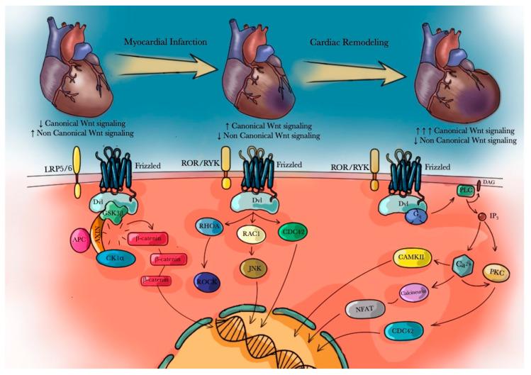 https://cdn.ncbi.nlm.nih.gov/pmc/blobs/fd40/7922652/815261b38c98/biomedicines-09-00204-g002.jpg