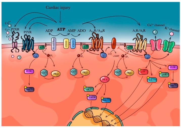 https://cdn.ncbi.nlm.nih.gov/pmc/blobs/fd40/7922652/ecab70638b76/biomedicines-09-00204-g001.jpg