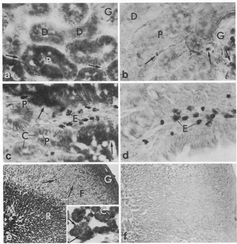 https://cdn.ncbi.nlm.nih.gov/pmc/blobs/fd41/397692/bd894ae6619d/pnas00349-0448-a.jpg