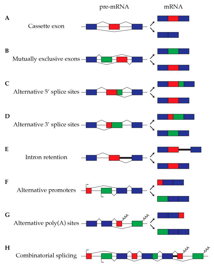https://cdn.ncbi.nlm.nih.gov/pmc/blobs/fd44/11853465/f45927912307/cancers-17-00594-g001.jpg
