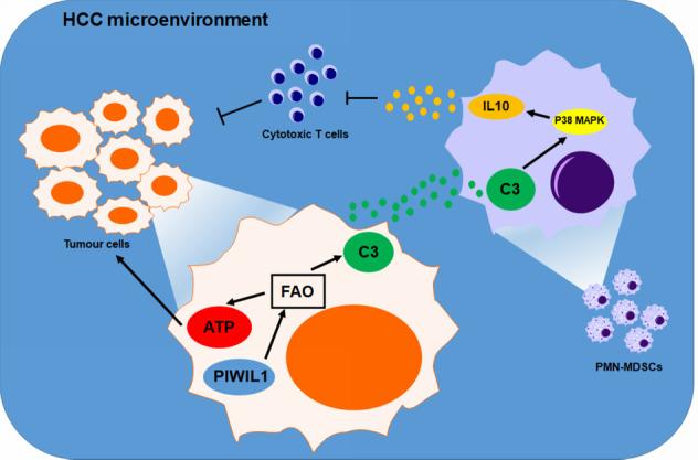 https://cdn.ncbi.nlm.nih.gov/pmc/blobs/fd44/7907082/c23afd4e68a2/41392_2021_485_Fig7_HTML.jpg