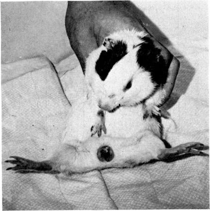 https://cdn.ncbi.nlm.nih.gov/pmc/blobs/fd46/1537936/0c972fa3ad68/clinexpimmunol00196-0032-a.jpg