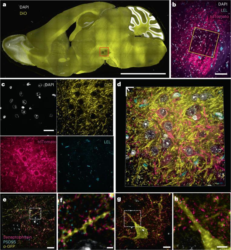 https://cdn.ncbi.nlm.nih.gov/pmc/blobs/fd4b/10264239/2a6f34256981/41587_2022_1546_Fig4_HTML.jpg