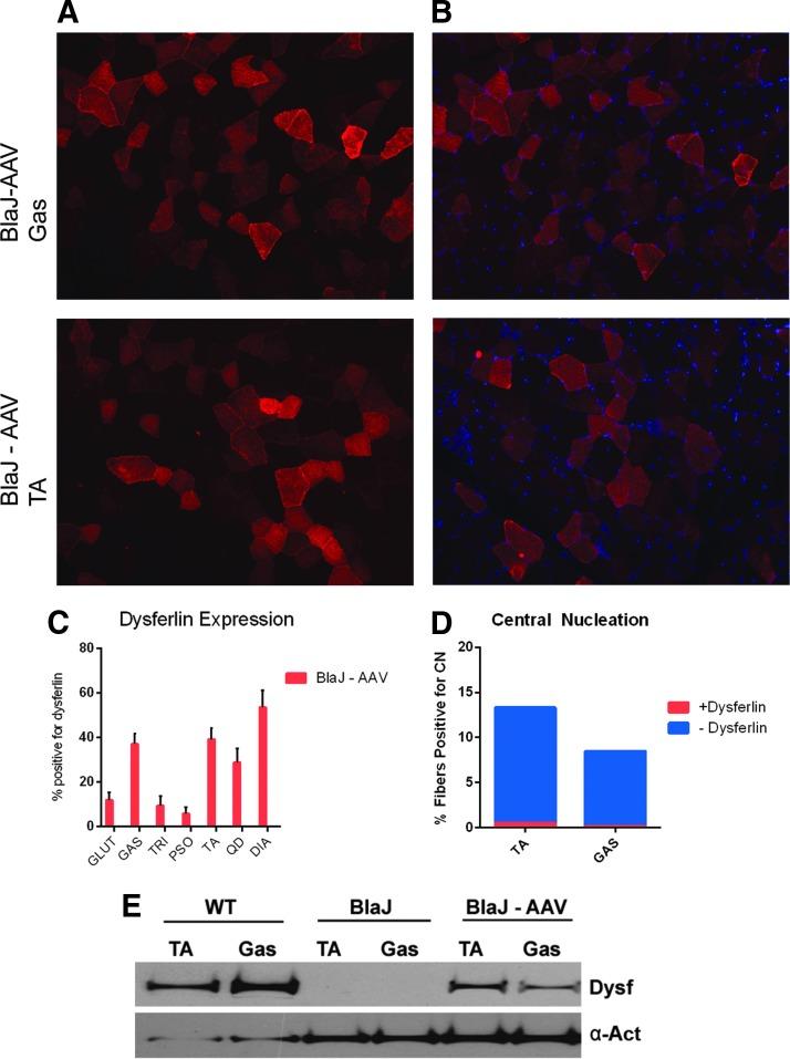 https://cdn.ncbi.nlm.nih.gov/pmc/blobs/fd4c/6066196/2a56a5f72899/fig-4.jpg