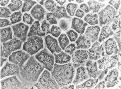 https://cdn.ncbi.nlm.nih.gov/pmc/blobs/fd4f/224844/f20ffc17d234/pnas00118-0122-b.jpg