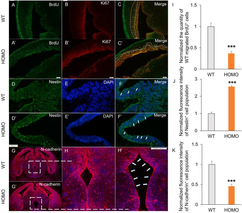 https://cdn.ncbi.nlm.nih.gov/pmc/blobs/fd50/10912833/dc75f36639fb/gr4.jpg