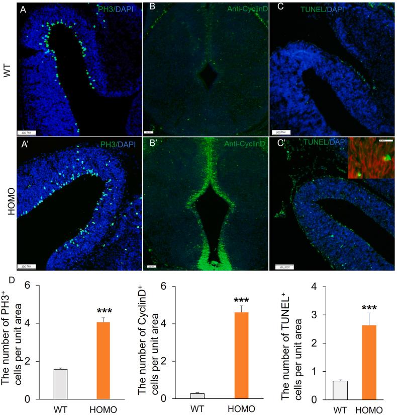 https://cdn.ncbi.nlm.nih.gov/pmc/blobs/fd50/10912833/ee5d8f4a57b4/gr3.jpg